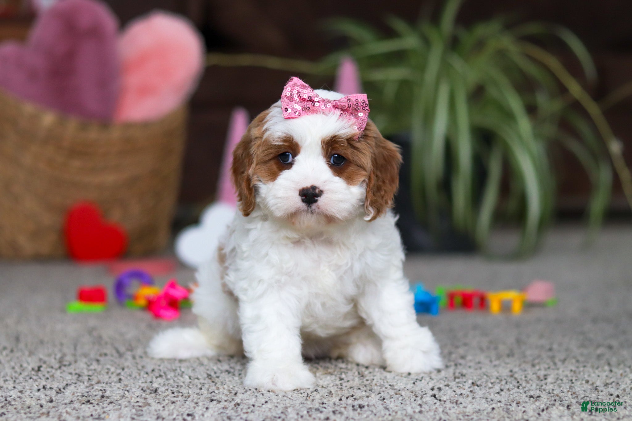 Cavapoo dogs Lucy - Ad 5