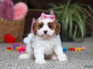 Cavapoo dogs Lucy - Ad 20