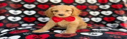 Cockapoo dogs for sale: Tuck - Ad 8
