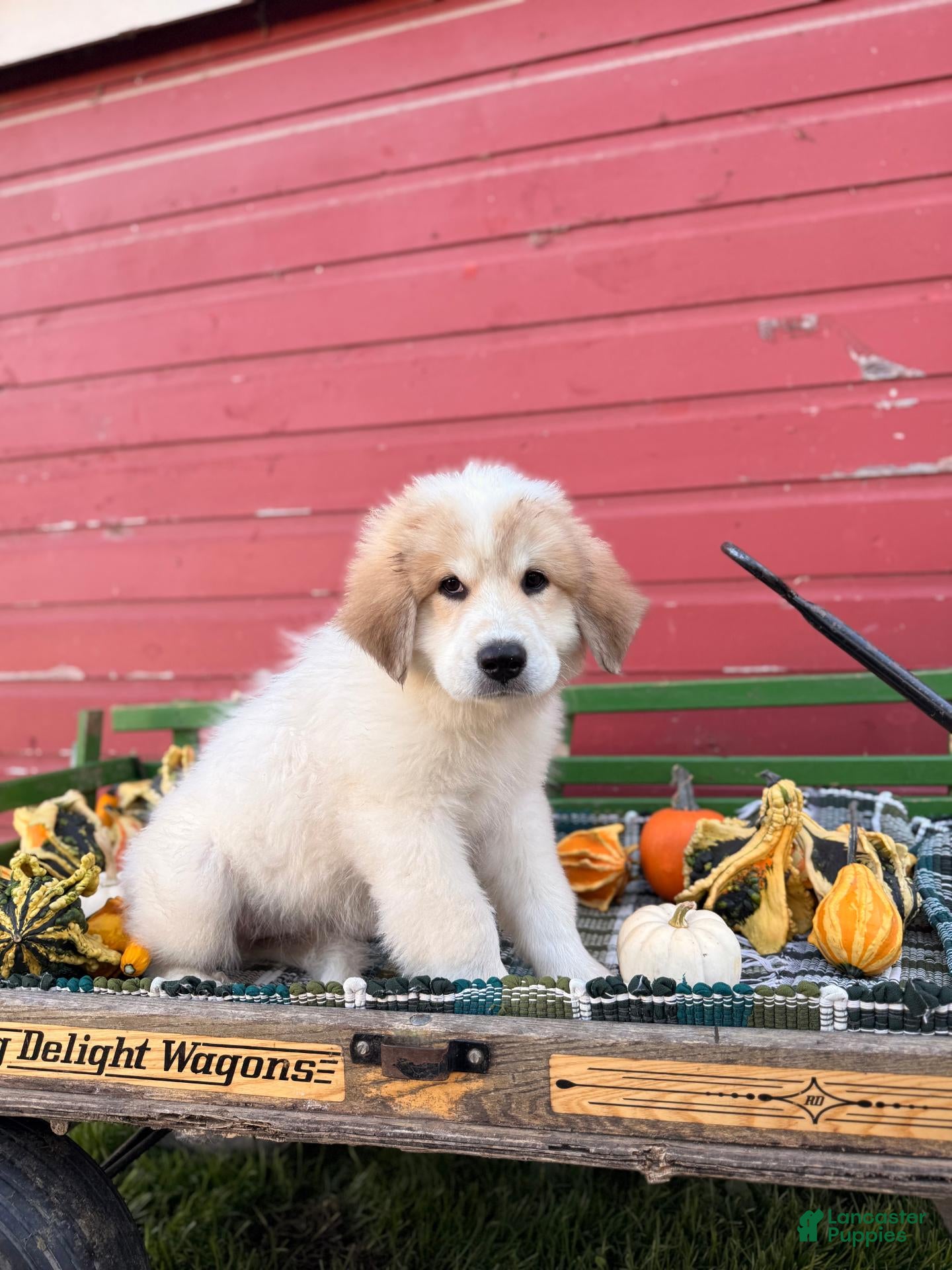 Great Pyrenees dogs for sale: Rhonda - Ad 2