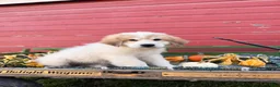 Great Pyrenees dogs for sale: Rhonda - Ad 2