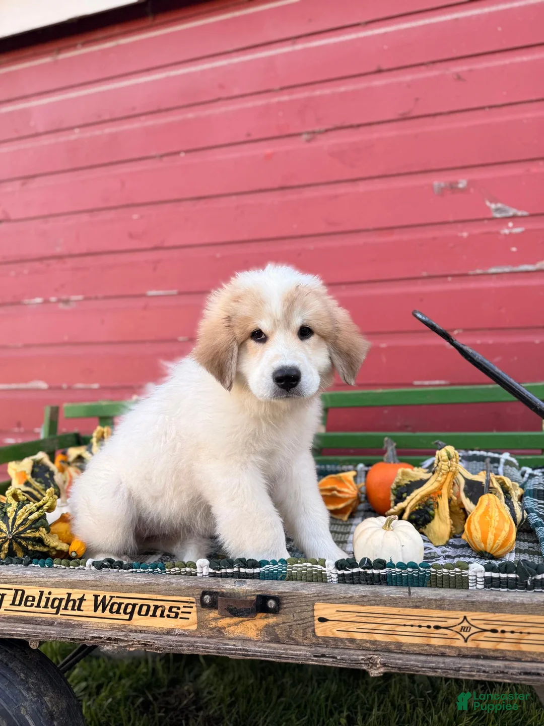 Great Pyrenees dogs for sale: Rhonda - Ad 2