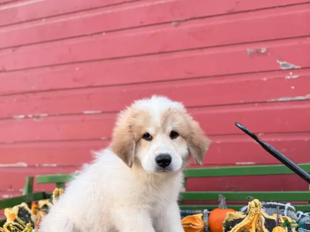 Great Pyrenees dogs for sale: Rhonda - Ad 2
