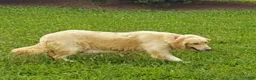 Golden Retriever dogs for sale: Scar  - Ad 5