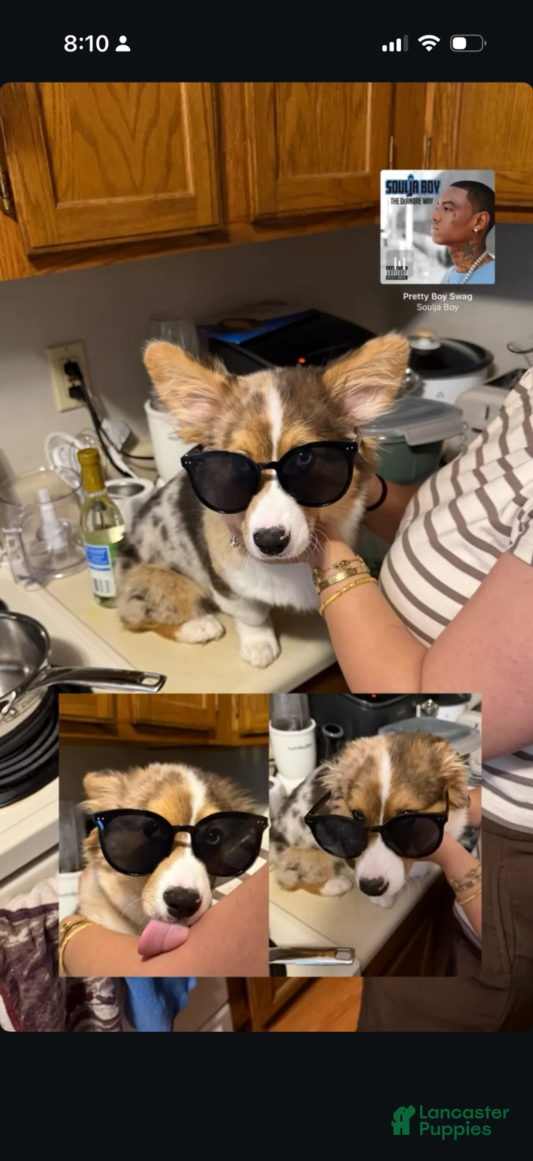 American Corgi dogs for sale: American Corgi Puppy 1 - Ad 2