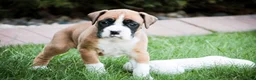 Boxer dogs for sale: Jewel - Ad 6