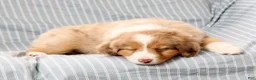 Australian Shepherd dogs for sale: Quinn - Ad 7