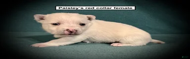 AKC Paisley's Red Collar Female