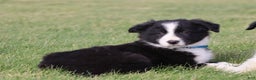 Border Collie dogs for sale: jolly - Ad 2