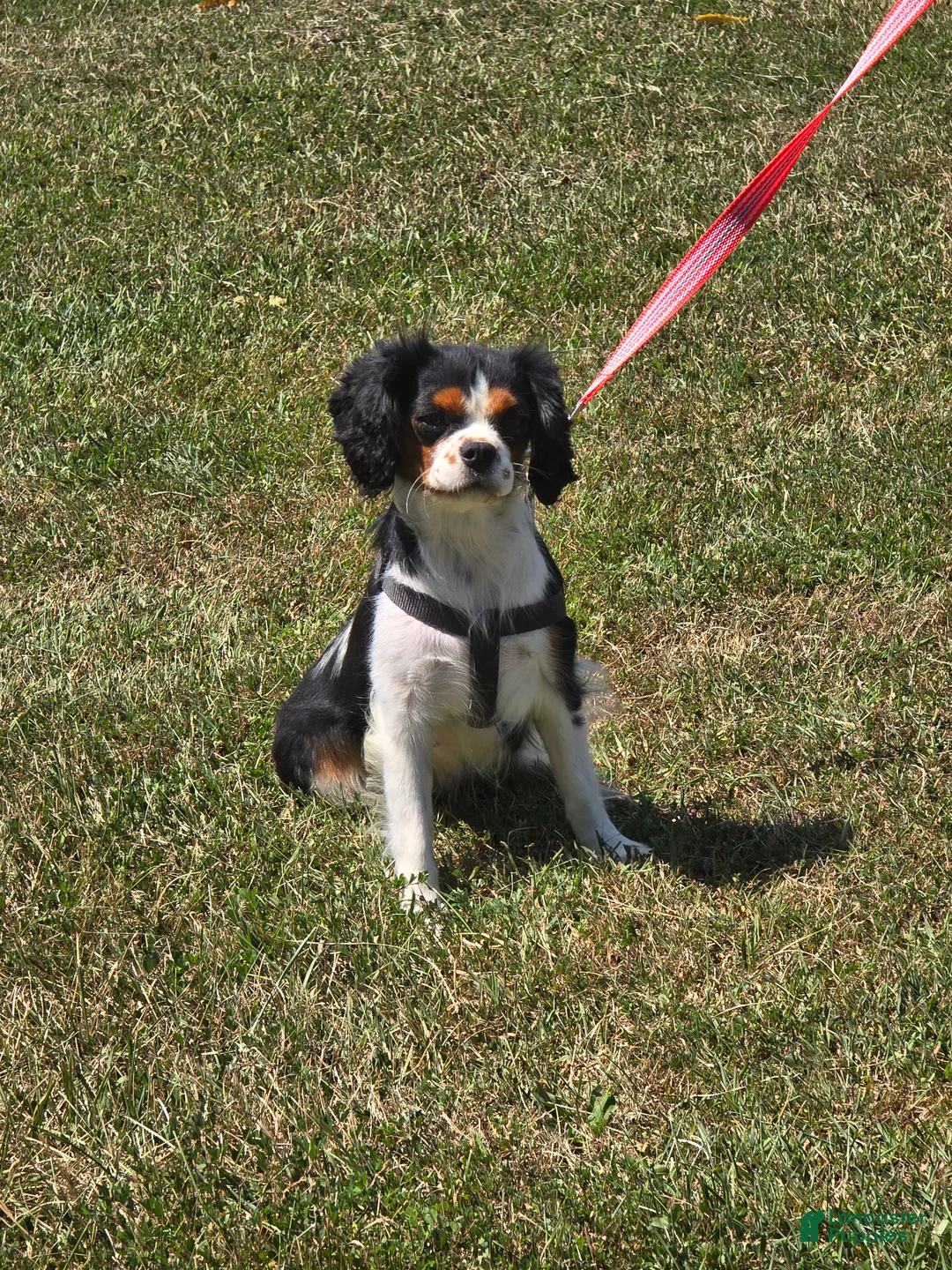 Cavalier King Charles Spaniel dogs for sale: Dolly - Ad 20