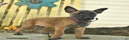 Belgian Malinois dogs for sale: Pearl  - Ad 15