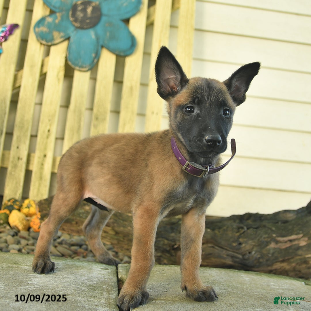 Belgian Malinois dogs for sale: Pearl  - Ad 15