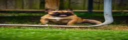 French Bulldog dogs for sale: French Bulldog 1 - Ad 2