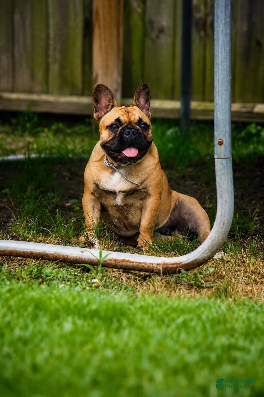 French Bulldog dogs for sale: French Bulldog 1 - Ad 2