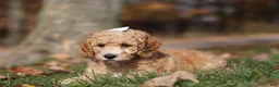 Miniature Poodle dogs for sale: June (AKC) - Ad 6