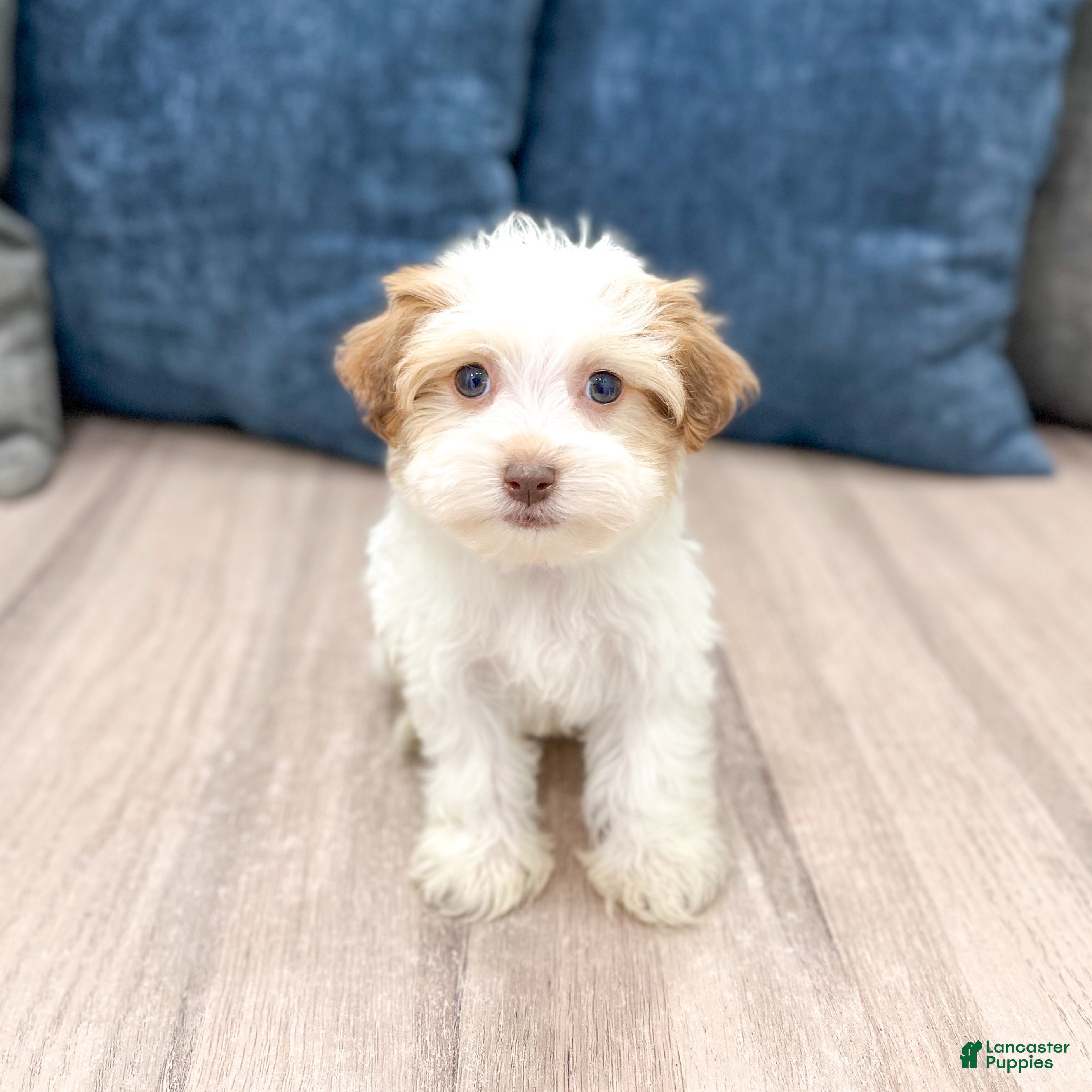 Havanese dogs for sale: Daisy - Ad 1