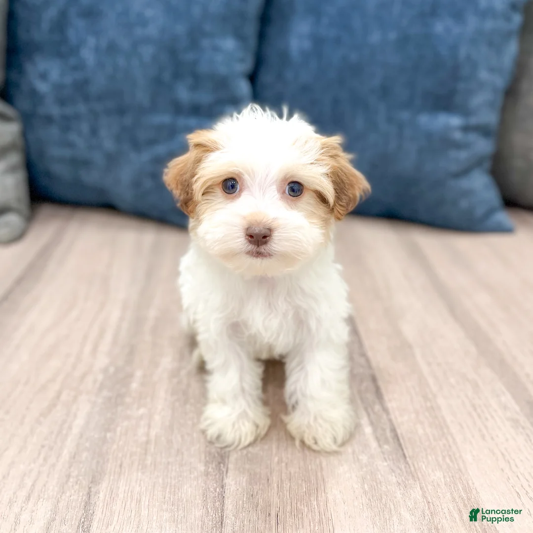 Havanese dogs for sale: Daisy - Ad 1