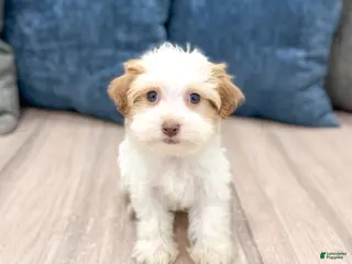 Havanese dogs for sale: Daisy - Ad 1