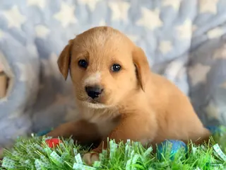 Mixed Breed dogs Golden Aussie Puppy 2 - Ad 34