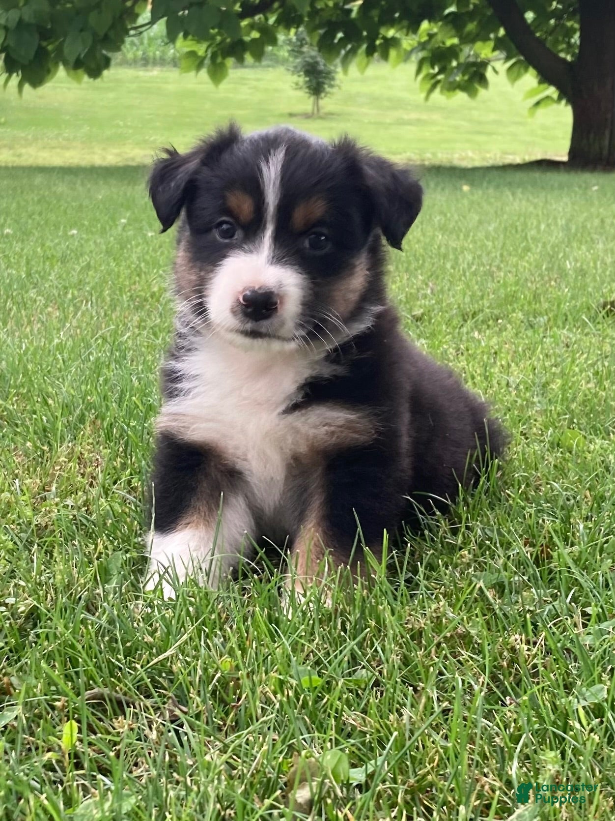 Australian Shepherd dogs Luna - Ad 1