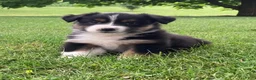 Australian Shepherd dogs for sale: Luna - Ad 1