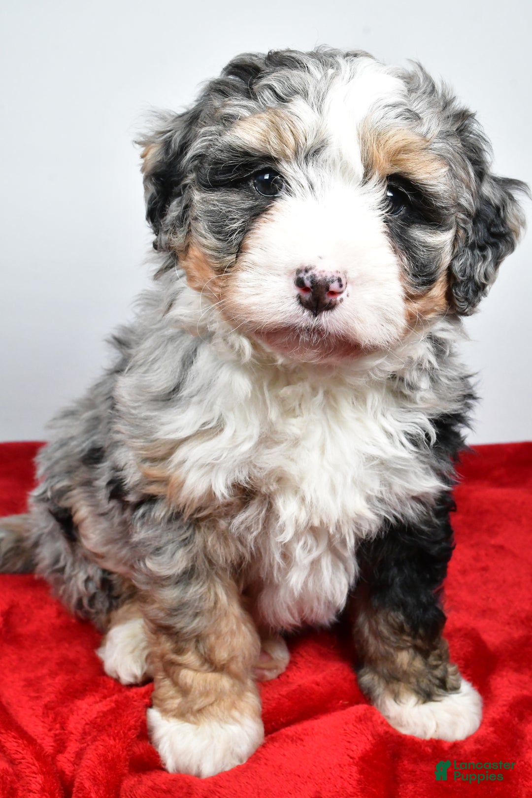 Mini Bernedoodle dogs for sale: Lacey - Ad 4