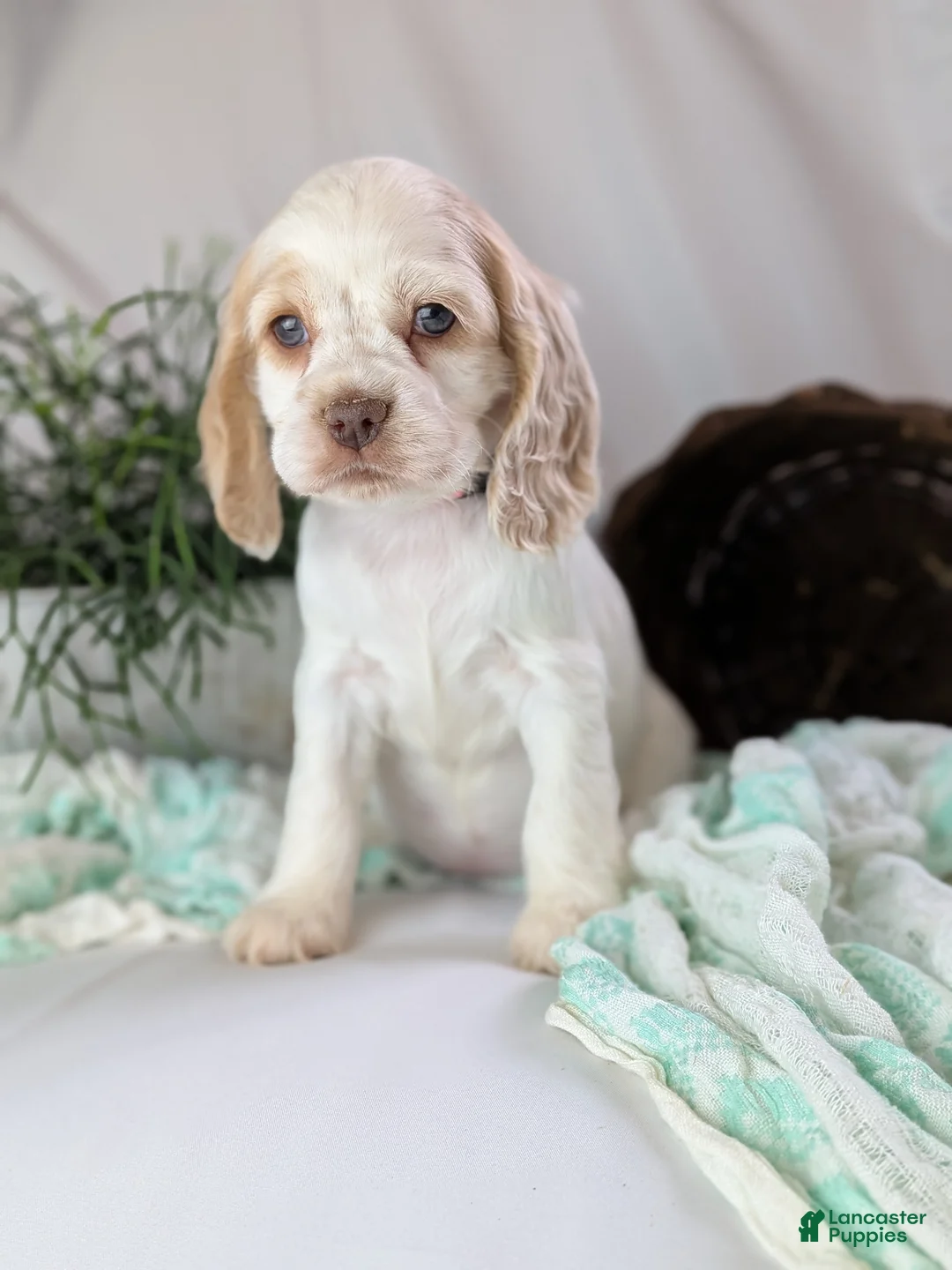 Cocker Spaniel dogs for sale: Zoey - Ad 2