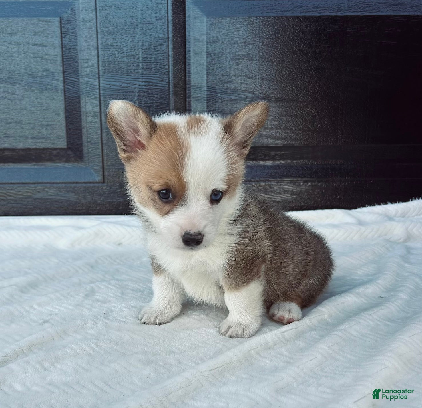 Welsh Corgi Pembroke dogs David Welsh Corgi Pembroke Puppy  - Ad 1