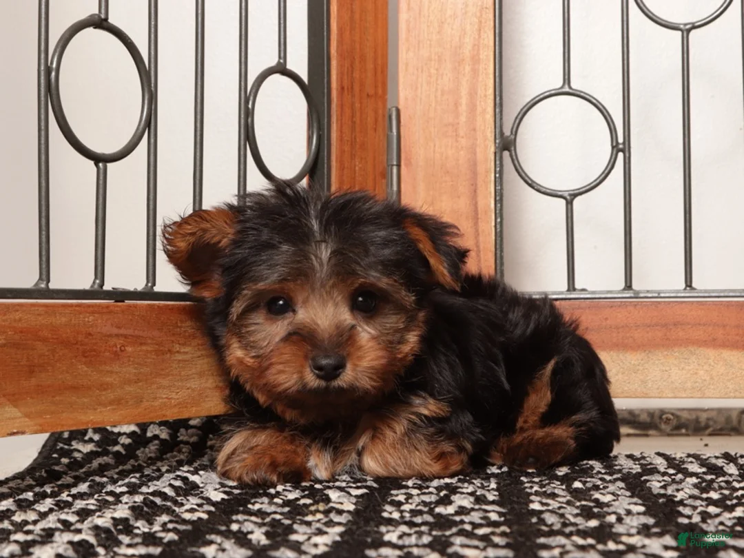 Yorkshire Terrier dogs for sale: Whiskey - Teacup Yorkie  - Ad 4
