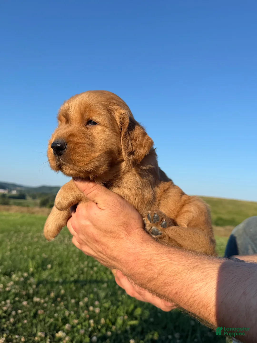 Golden Retriever dogs for sale: Rascal  - Ad 2