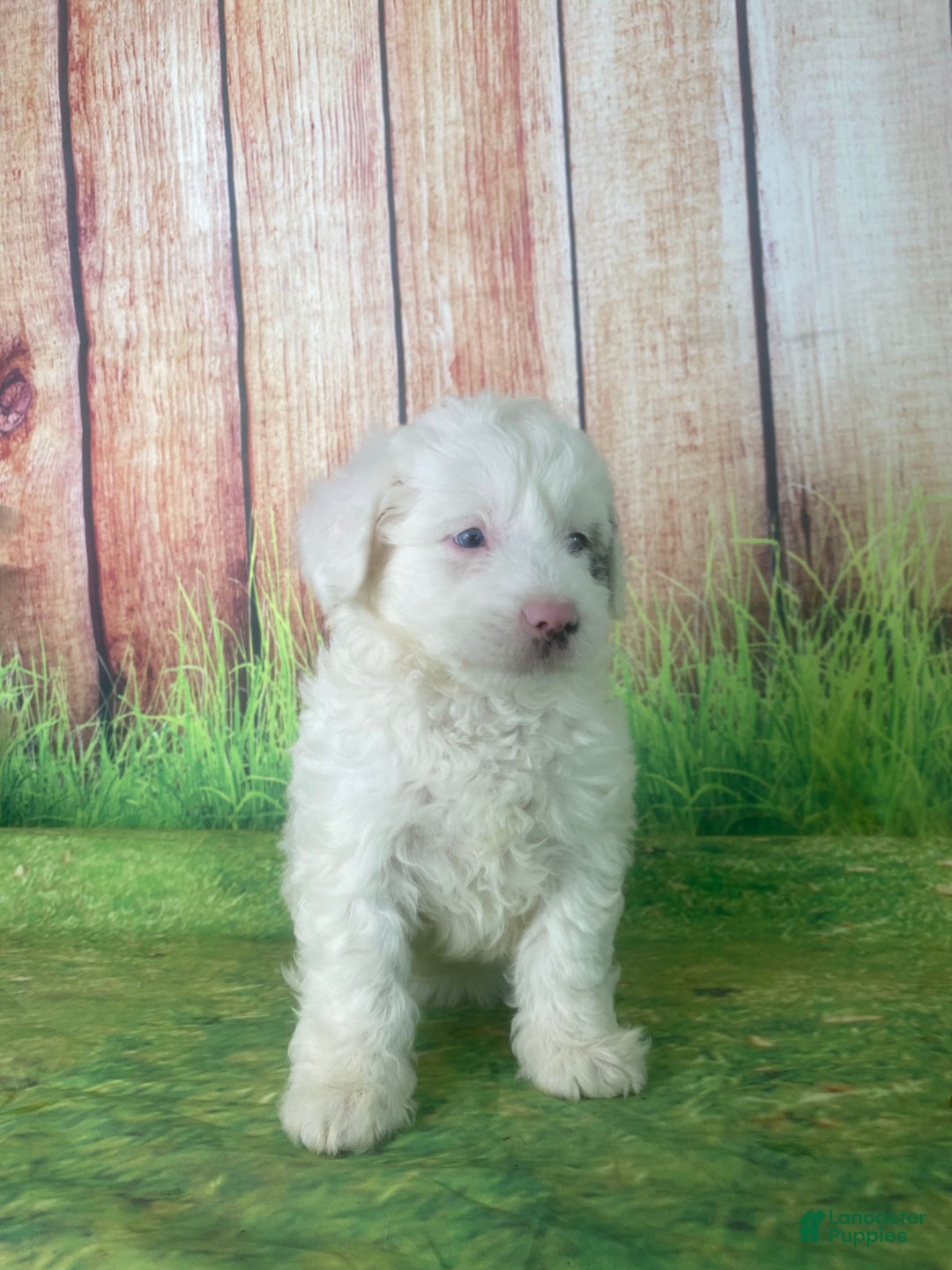 Mini Aussiedoodle dogs for sale: Glendora - Ad 6