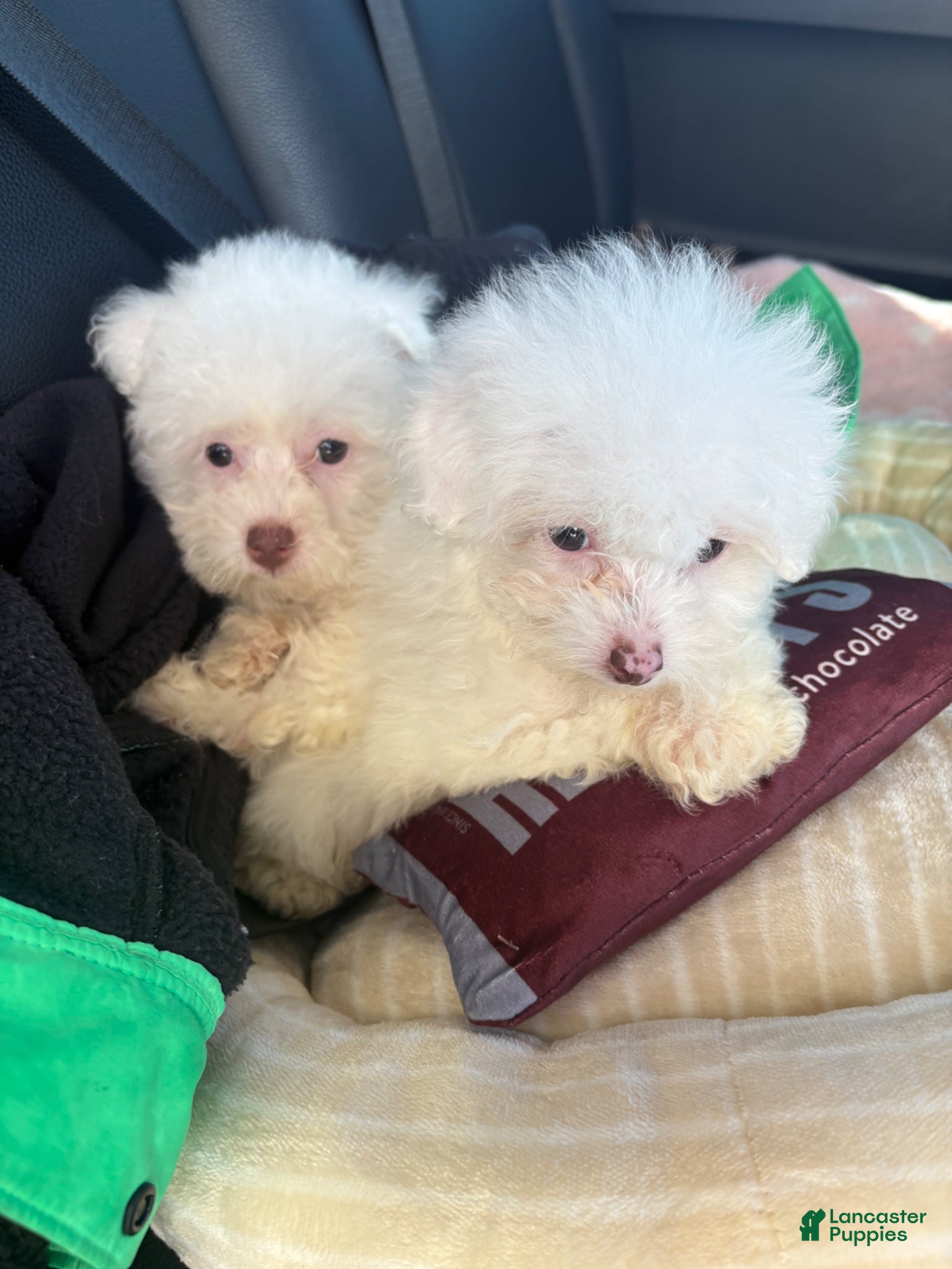 Toy Poodle dogs TEACUP TOYA❤️🐾 - Ad 1