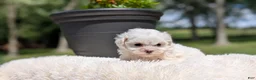 Maltese dogs for sale: Mason - Ad 11