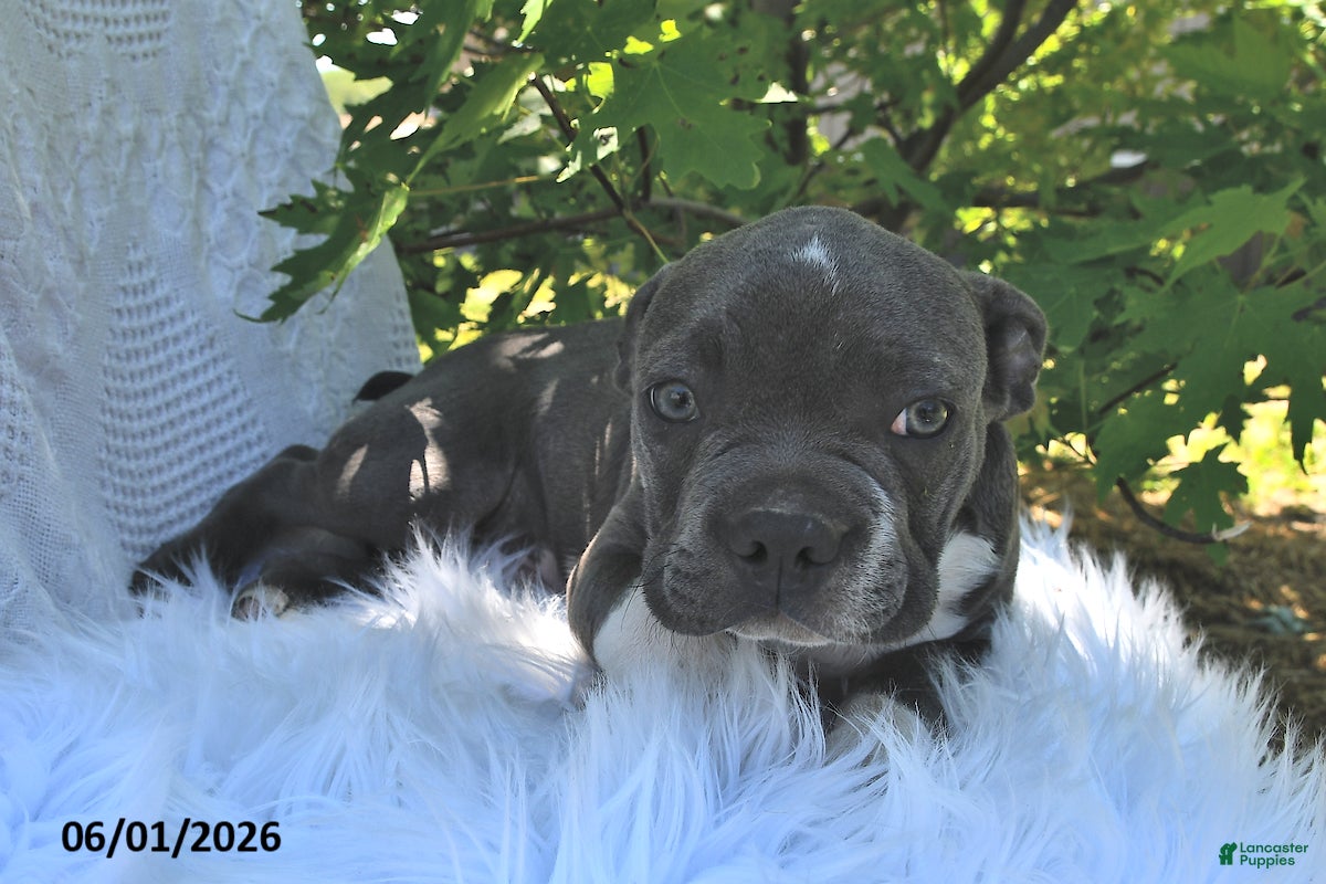 Boston Terrier dogs Beau - Ad 1