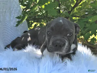 Boston Terrier dogs for sale: Beau - Ad 1
