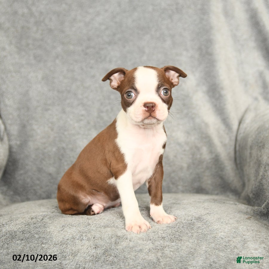 Boston Terrier dogs Daisy - Ad 2