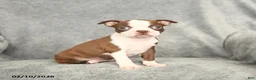 Boston Terrier dogs for sale: Daisy - Ad 2