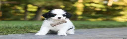 Cavapoo dogs for sale: Brady - Ad 3