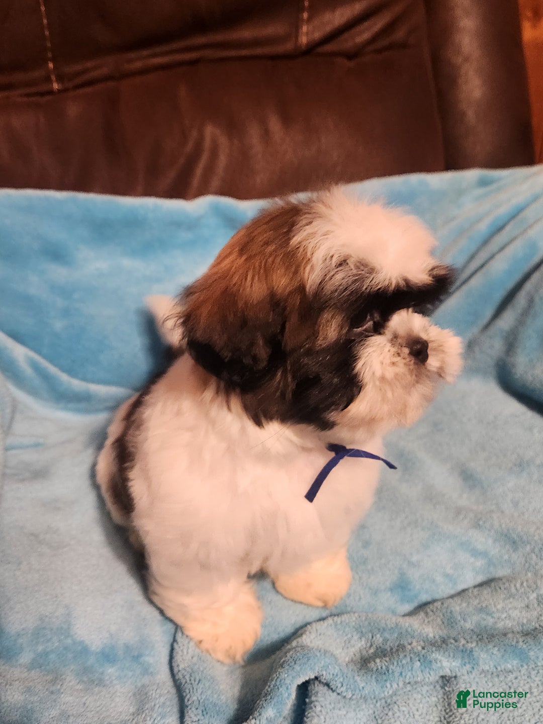 Shih Tzu dogs for sale: Shih Tzu Puppy 1 - Ad 2
