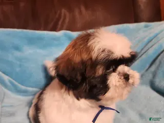 Shih Tzu dogs Shih Tzu Puppy 1 - Ad 22