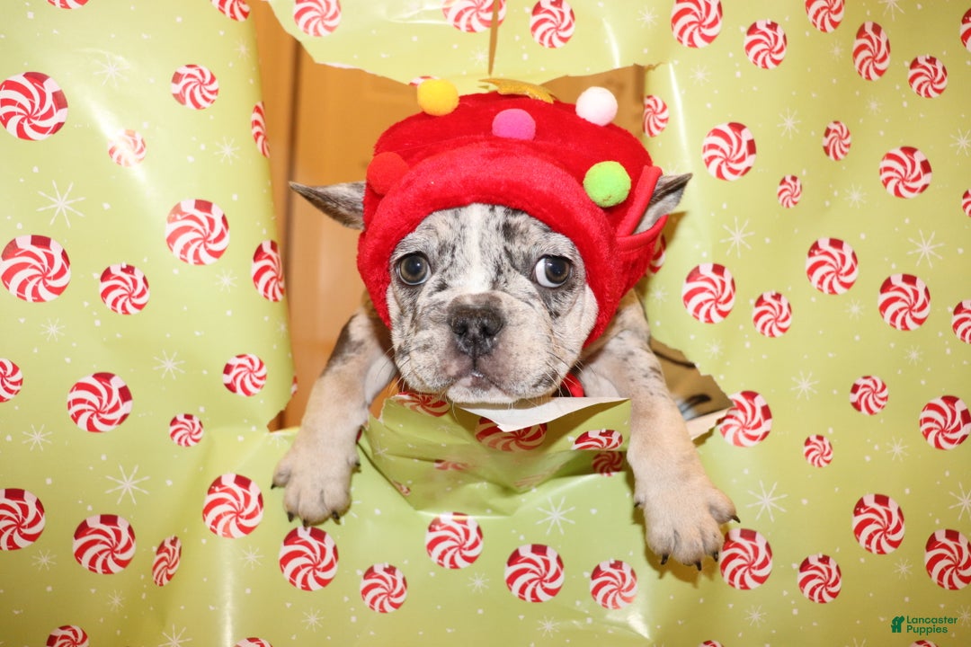 French Bulldog dogs for sale: French Bulldog Puppy 1 - Ad 2