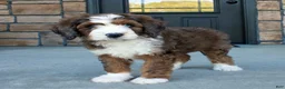 Bernedoodle dogs for sale: Max  - Ad 5