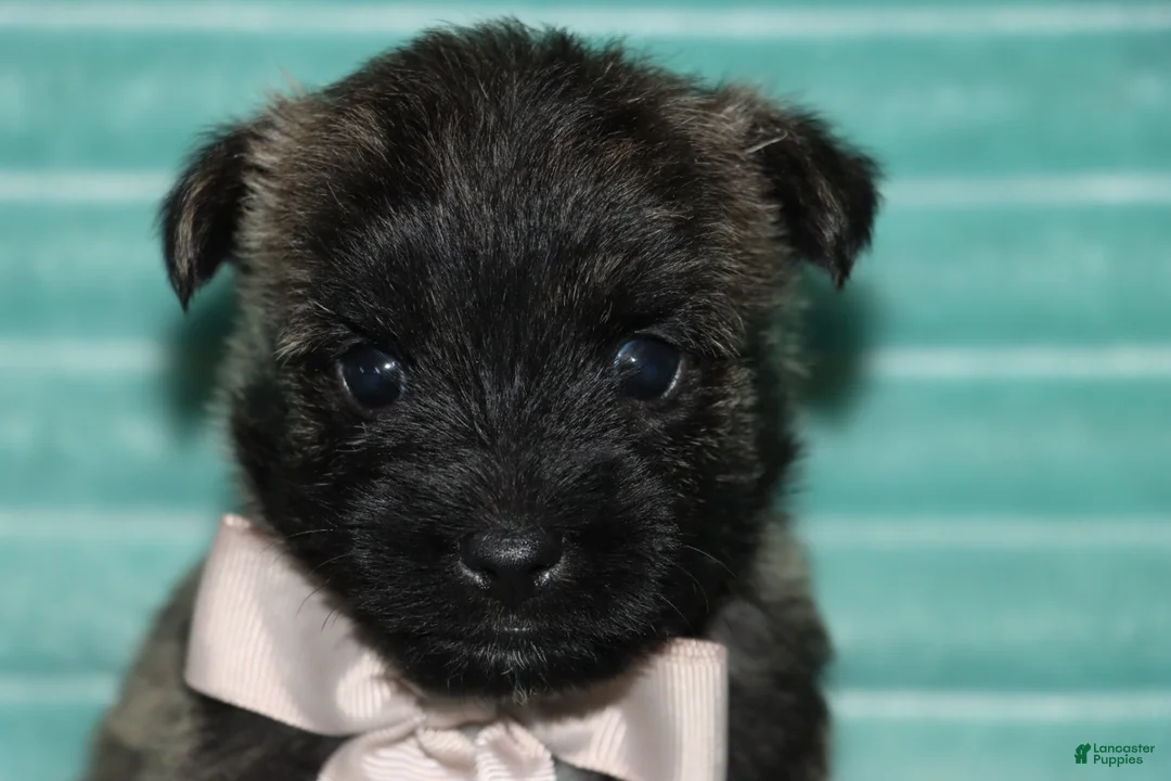 Cairn Terrier dogs for sale: Cleo - Ad 2