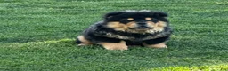 Chow Chow dogs for sale: Teddy  - Ad 9