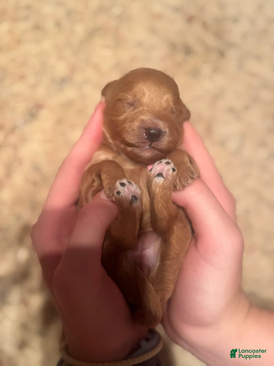 Double Doodle dogs for sale: Double Doodle Puppy 3 - Ad 1