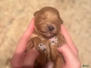 Double Doodle dogs Double Doodle Puppy 3 - Ad 3