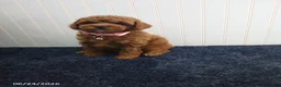 Toy Poodle dogs for sale: Thelma - Ad 4