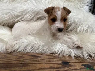 Jack Russell Terrier dogs Mitsy Puppy 5 - Ad 20