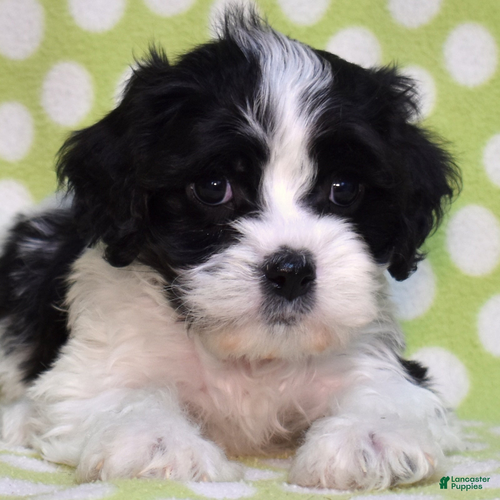 Cavachon dogs Thumper - Ad 1