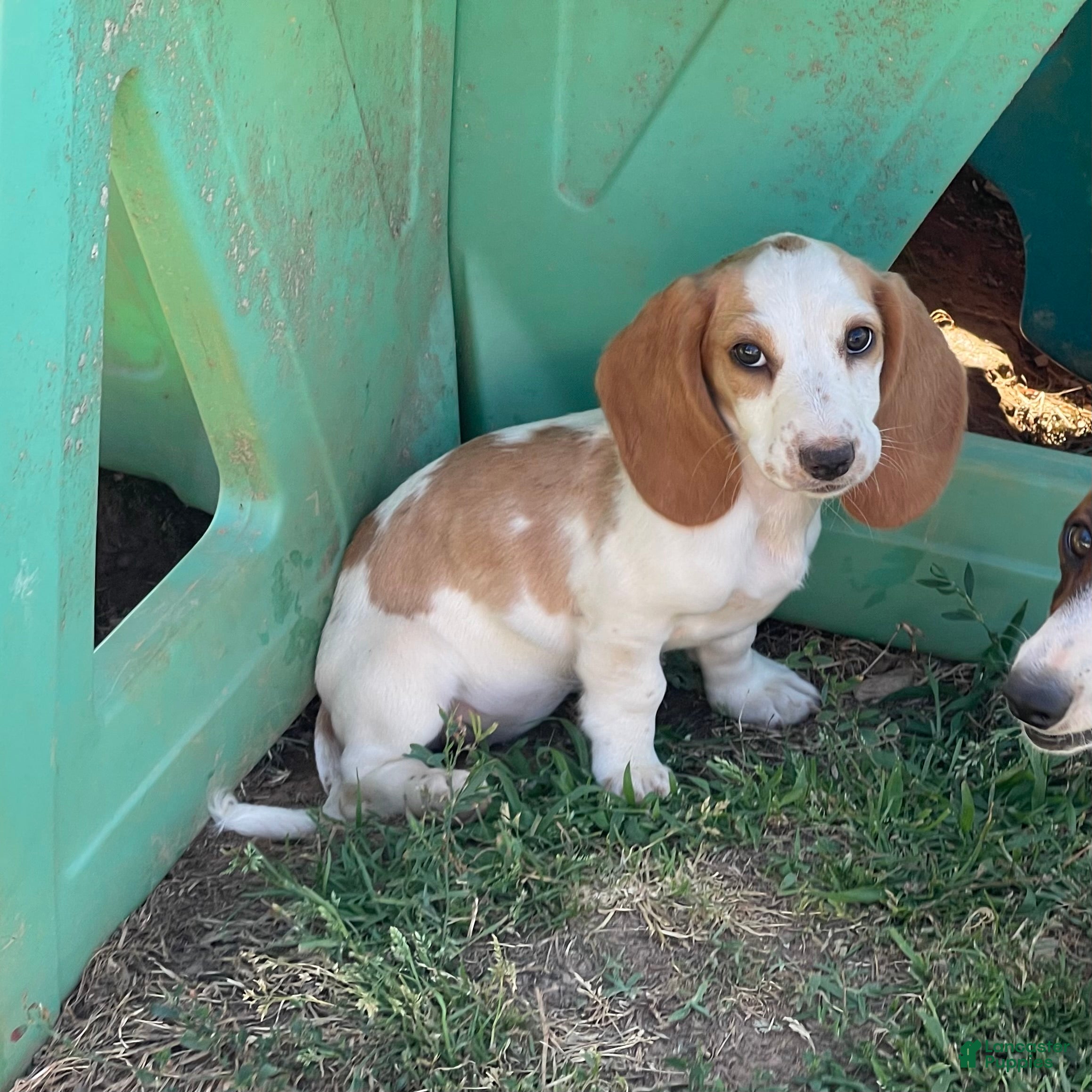 Dachshund dogs Posy  - Ad 41